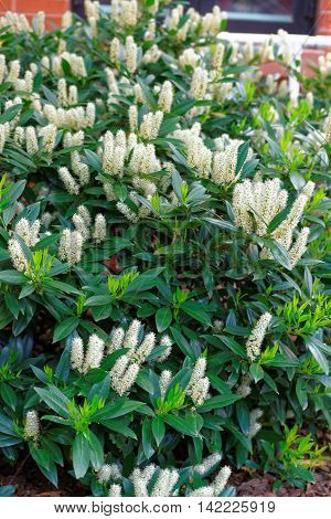 White Itea Called Little Henry Or The Sweetspire