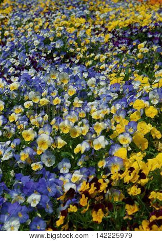 Yellow And Blue Pansies In The Big Flower Bed