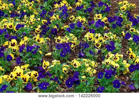 Yellow And Blue Pansies In The Big Flowerbed