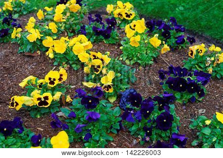 Yellow And Dark Blue Pansies In The Big Flowerbed