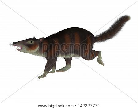 Cronopio Mammal Side Profile 3D Illustration - Cronopio was a squirrel-sized mammal that lived with the dinosaurs in the Cretaceous Period of Argentina South America.