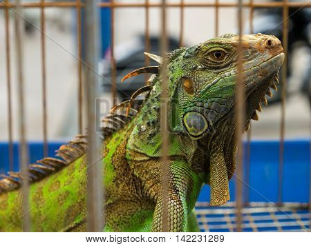 Iguana  In A Cage