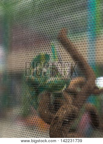 Gila Giant Iguana  In A Cage Anomal Market.