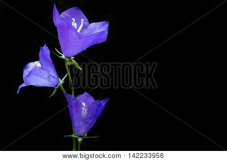 Dewy bluebell flower (Campanula persicifolia) in the morning. Black background with copy space.