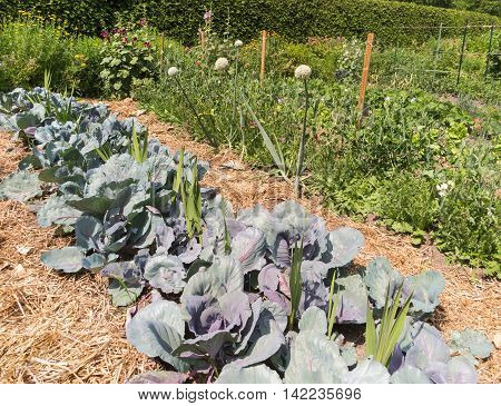 Mature vegetable garden with leafy greens and cabbages