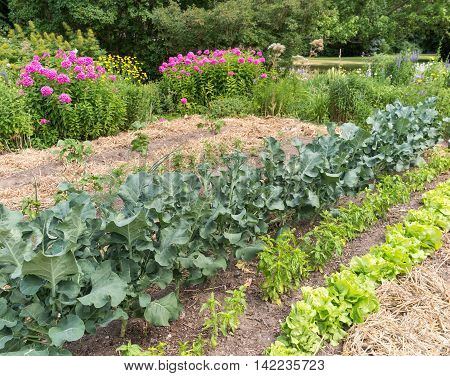 Mature vegetable garden with leafy greens and flowers