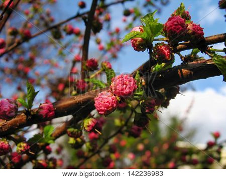 Vibrant branch with blossoming buds of pink bush louiseania (prunus triloba)