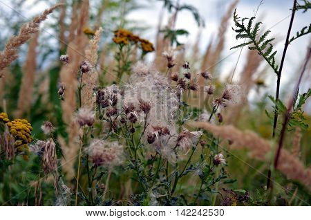 wildflowers and faded thistles on a meadow in summer