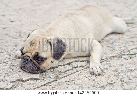 Cute Pug Lying,dog Very Sadd