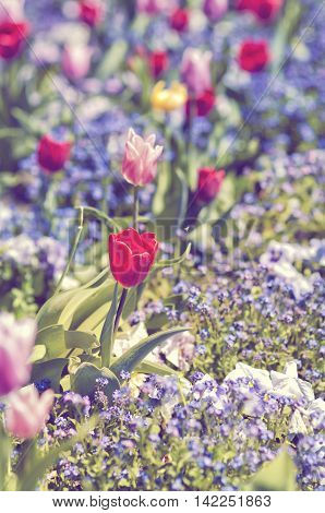 Blooming Flowerbed With Red And Pink Tulips And Pancies Flowers. Spring Or Summer Flower Garden.
