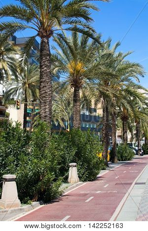 PALMA DE MALLORCA SPAIN - APRIL 19 2015: Bike track along the Paseo Maritimo with palm trees on a sunny spring day on April 19 2015 in Palma de Mallorca Balearic islands Spain.