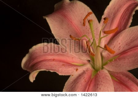 Pink Lily On Black