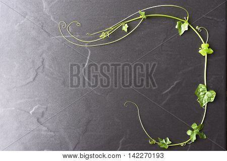Nature background of ivy gourd.Texture black background