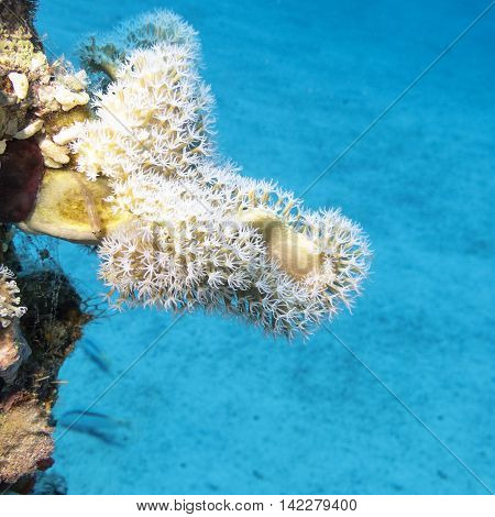 Coral reef with white Pulsing polyp coral at the bottom of tropical sea underwater