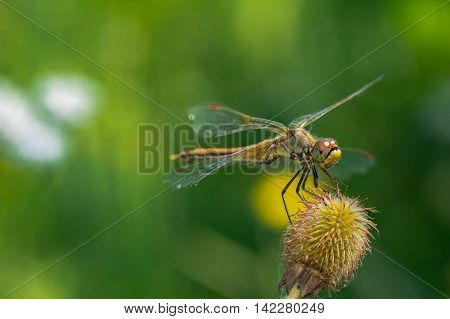 Dragonflies (lat. Odonata) -- team of well-flying predatory insects. Relatively large, with movable head, large eyes, short antennae setaceous, with four transparent wings with a dense network of veins elongated and slender abdomen.