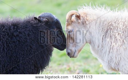 Black And White Sheep On Pasture -  Concent Of Love