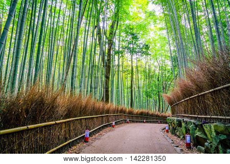 Bamboo Forest in Japan