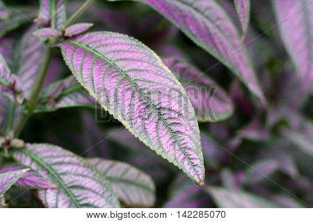 Beautiful Perilepta with violet leaves ( Strobilanthes dyeriana )