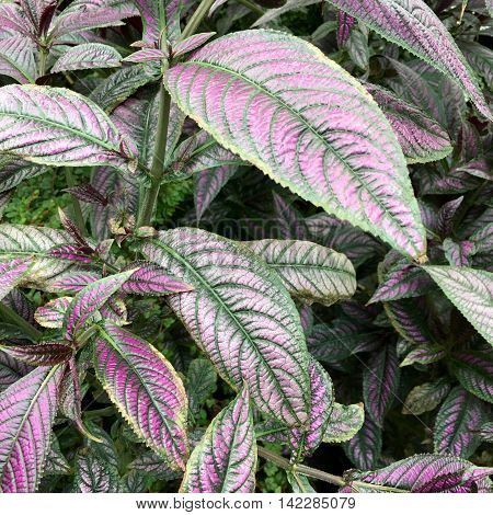 Beautiful Perilepta with violet leaves ( Strobilanthes dyeriana )