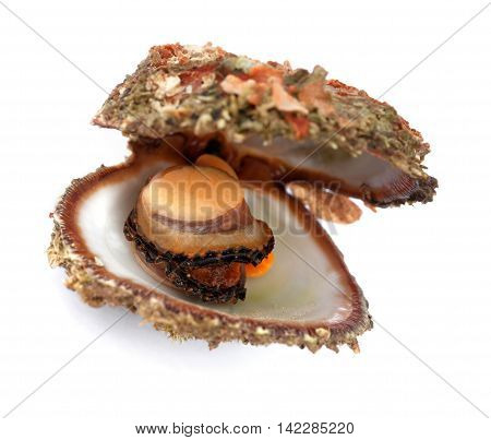 Raw Seafood In Opened Shell
