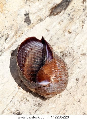 Very large live sea snail (Tonna galea) on rock in sun summer day