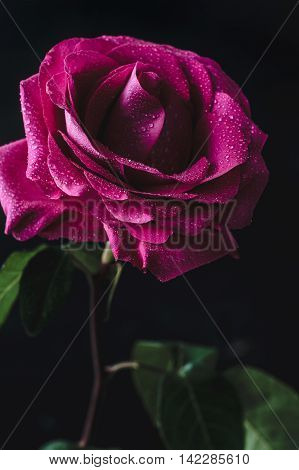 Beautiful pink rose covered with morning dew over dark background