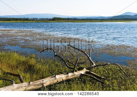 The spring flood every year washes away a steep sand Bank North of the river Kika, and then the pine trees standing on the edge of the cliff, falling into the water.