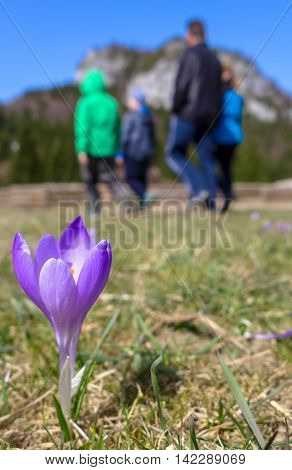 Violet crocus in meadow - Malino Brdo SLovakia