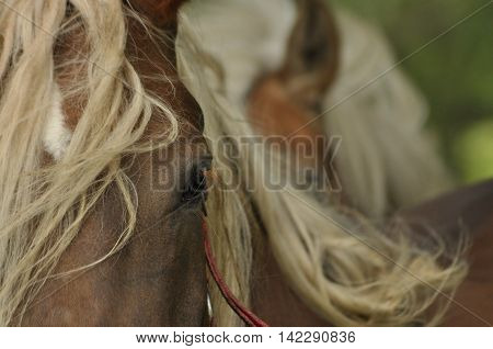 Workhorse. Grazing in the pasture. Meadow in the valley of the Bug.