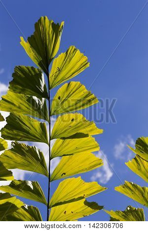 Caryota Mitis Fishtail Palm Leaves In Full Sun