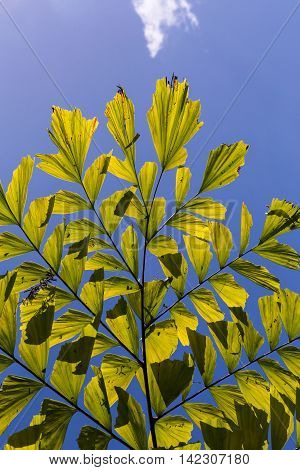 Caryota Mitis Fishtail Palm Leaves In Full Sun