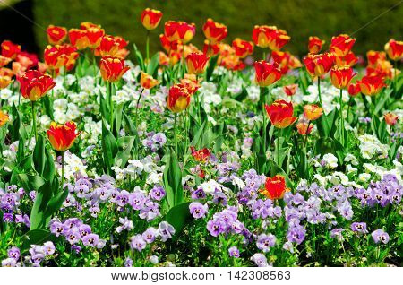 Blooming Flowerbed With Red Tulips And Pancies Flowers. Spring Or Summer Flower Garden.