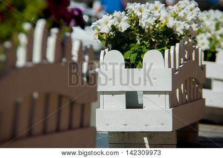 white wooden bed with white and purple petunias petunias