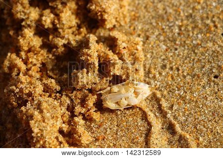 Emerita crab. Orange sand. Orange color. Beach