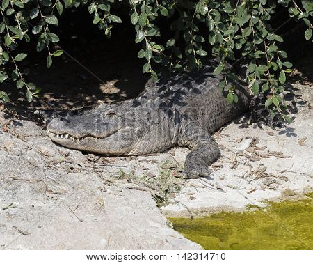 a big ferocious alligator on the river