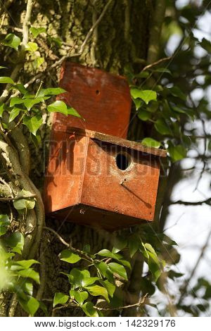 Vertical Shot Of A Birdbox In A Tree