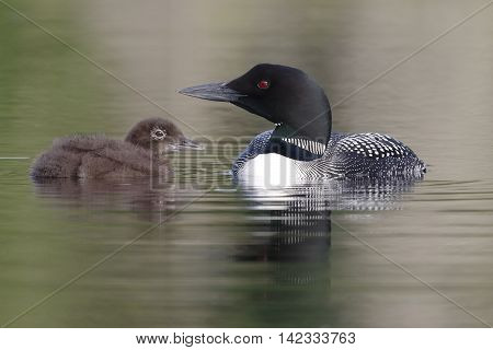 Common Loon And Three-week Old Chick