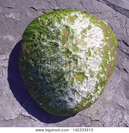 Rock on Runswick Bay Beach Covered with Green Moss