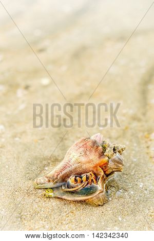 Hermit Crab in a screw shell on wet sand of a tropical sea beach selective focus