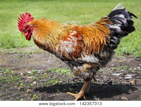 big red cock with a yellow beak and a dark tail standing on the ground near the grass