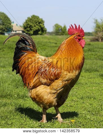 big cock with red comb and a light brown breast is standing on bright green grass