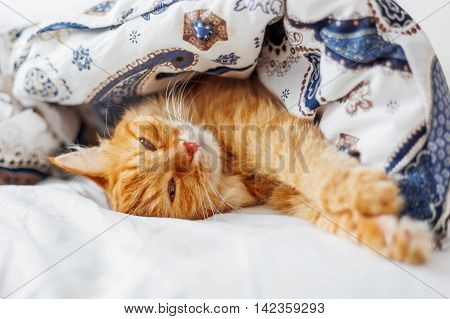 Cute ginger cat lying in bed under a blanket. Fluffy pet comfortably settled to sleep. Cozy home background with funny pet.
