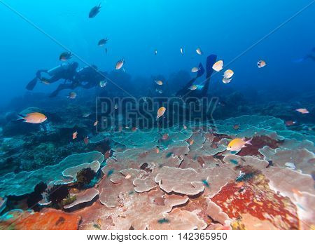 Group of divers going deep and reef Bali
