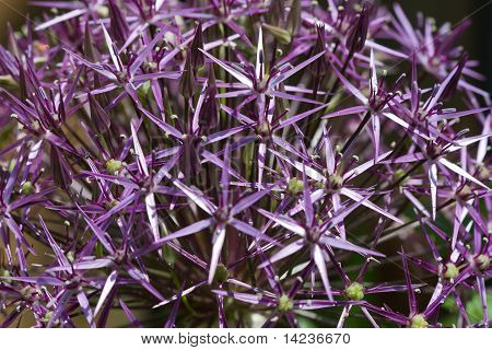Lähikuva violetti Allium Christophii
