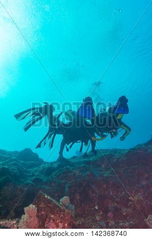 Group of divers back view going deep Bali