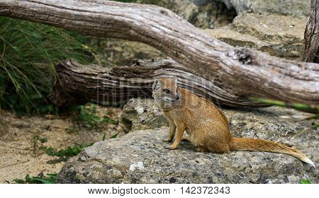 Yellow Mongoose Cynictis Penicillata