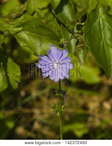 Common Chicory Cichorium intybus flower on stem with blurred background macro selective focus shallow DOF