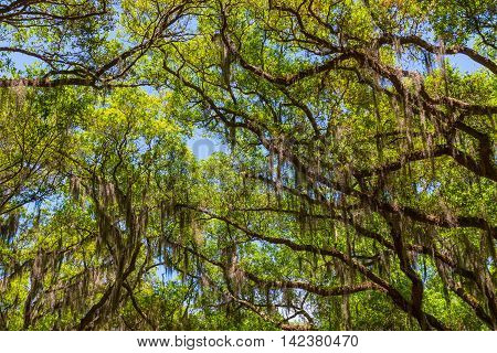Canopy of old live oak trees draped in spanish moss. Savannah Georgia USA