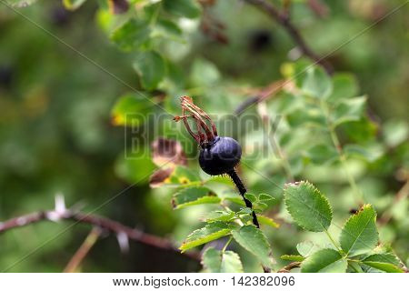 Black hips of the burnet rose (Rosa spinosissima)