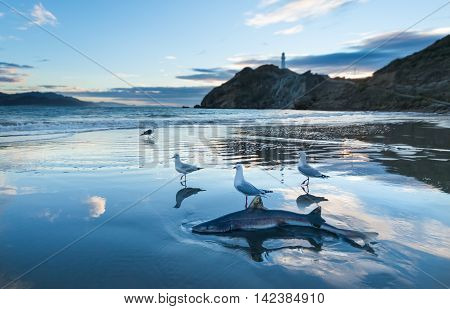 Sand Shark wash up on a beach with seagulls close to it.